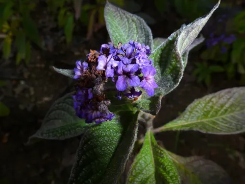 P1090456